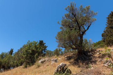 Yunanistan 'ın Zakynthos kentindeki güneşten sırılsıklam olmuş kayalık bir yamaçta, açık kökleri olan yalnız zeytin ağacı, canlı mavi bir gökyüzünün altında.