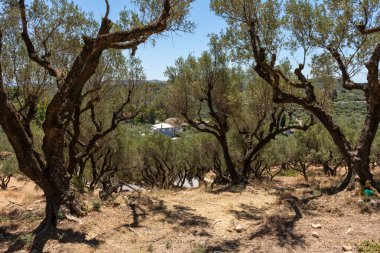 Yunanistan 'ın Zakynthos kentindeki güneşli bir yamaçta yetişen antik zeytin ağaçları, manzaralı bir kırsal zemin ile.