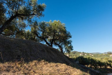 Yunanistan 'ın Zakynthos kentinin kırsal kesiminde, parlak mavi bir gökyüzünün altında, eğimli bir yamaç boyunca yaşlı zeytin ağaçları yetişir..