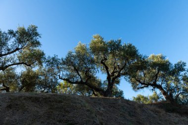 Yunanistan 'ın Zakynthos kentindeki solgun mavi gökyüzüne doğru uzanan bükülmüş zeytin ağaçlarının koyu gölgeleri, Akdeniz' deki bir akşamın sakinliğini yansıtıyor.