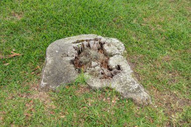 Yıpranmış bir ağaç gövdesi taze çimlerle çevrili olarak Middleton Place, Charleston, SC 'de açık gökyüzünün altında doğal çürüme ve kabuk belirtilerini gösterir..