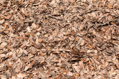 Charleston, SC 'deki Middleton Place Çiftliği' nde orman zeminine saçılmış kurumuş meşe yapraklarının yakın çekimi..