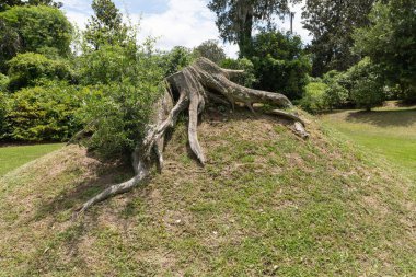 ABD 'nin Güney Carolina eyaletindeki Middleton Place Çiftliği' ndeki çimenli bir tepede ortaya çıkan büyük bükülmüş meşe kökleri..