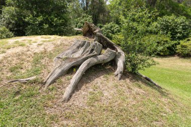 ABD 'nin Güney Carolina eyaletindeki Middleton Place Çiftliği' ndeki çimenli bir tepede ortaya çıkan büyük bükülmüş meşe kökleri..