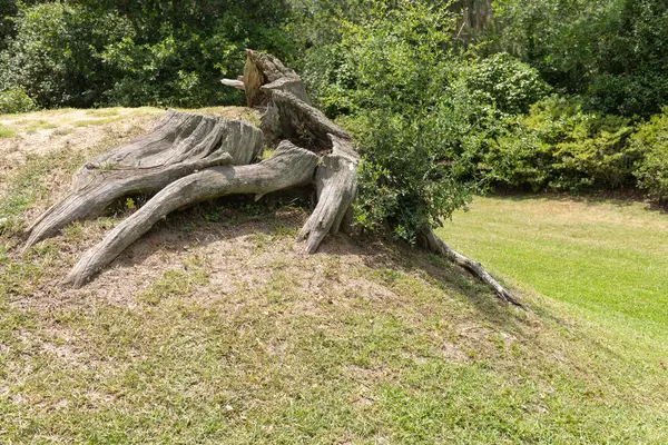 ABD 'nin Güney Carolina eyaletindeki Middleton Place Çiftliği' ndeki çimenli bir tepede ortaya çıkan büyük bükülmüş meşe kökleri..