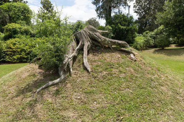 ABD 'nin Güney Carolina eyaletindeki Middleton Place Çiftliği' ndeki çimenli bir tepede ortaya çıkan büyük bükülmüş meşe kökleri..