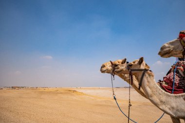 Mısır Çölde deve