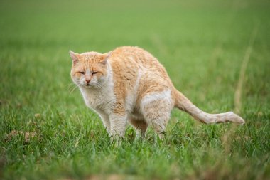 cat shitting or pooping at park