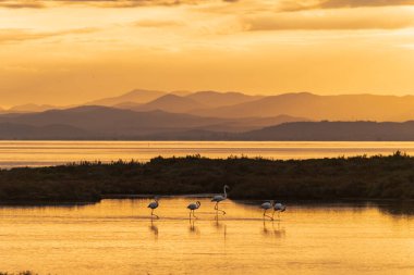 Delta de IEbre Doğa Parkı, Tarragona, Kuzey İspanya 'da flamingolar
