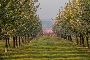 Peach trees in bloom in early spring in Aitona Catalonia, Spain with a forest of bare trees in the background. clipart