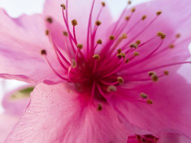 Extremely macro shot of the pink blooming roses flowers. clipart