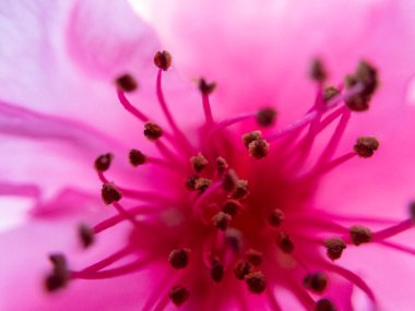 Extremely macro shot of the pink blooming roses flowers. clipart