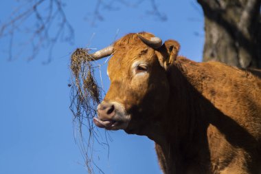 İneğin komik görüntüsü. Boynuzlarda ot ve dışarıda dil. Yüksek kaliteli fotoğraf.