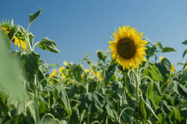 Yazın ayçiçeği tarlası