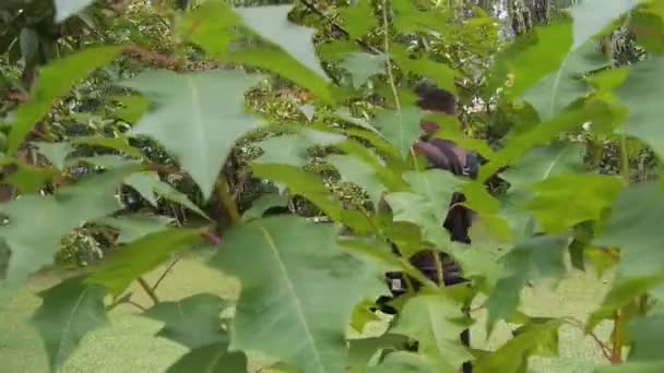 Bebeği Arkasında Tutan Adam Bahçede Bırakıyor Sağdan Sola Kayıyor — Stok video