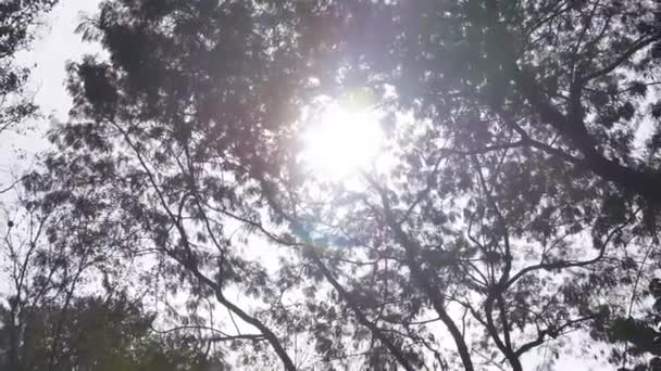 太阳下的黑光中的树 — 图库视频影像