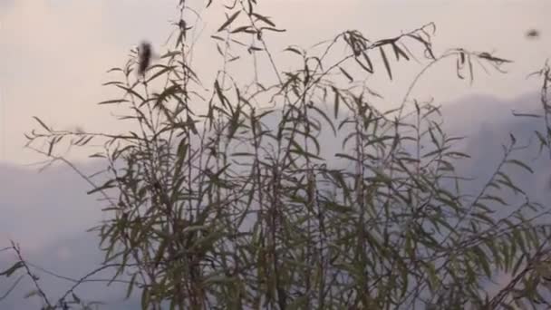Pájaros Volando Detrás Ramas Árboles Con Luz Negra Cerca Fuente — Vídeos de Stock