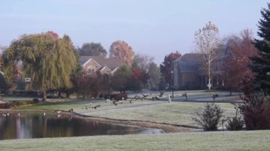 Kırmızı tuğla ev ve ağaçların yakınındaki su kaynaklarından uçarak uzaklaşan ördek grubu - statik görüntü