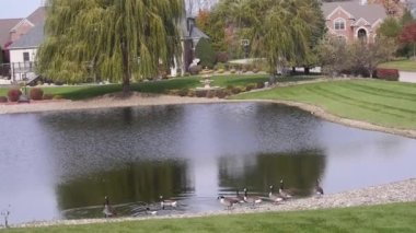 Su Kaynağı Yakınındaki Ördek Grupları ve Evlerin Önündeki Flora - Statik Görüntüler
