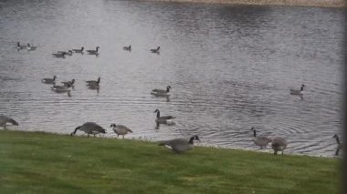 Su Kaynağı ve Çimen Üzerinde Dalgalanan Ördekler Grubu - Statik Görüntüler