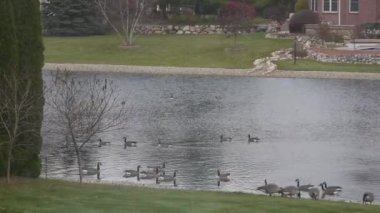 Dalgalanmalı Su Kaynağı Yakınındaki Ördek Grupları - Statik Görüntü