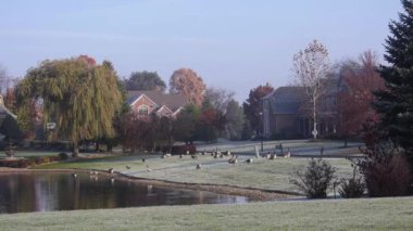 Ağaçların ve kırmızı tuğlalı evin önündeki bir grup ördek - statik görüntü