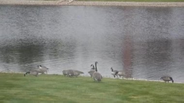Su Kaynağının Önündeki Çimenlikteki Ördek Grupları - Statik Görüntü