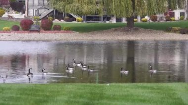 Dalgalanan Dalgalanmalar Ağaçların ve Evlerin Yakınındaki Su Kaynağındaki Ördekler Grubu