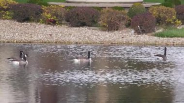 Dalgalanmalarla Su Kaynağından Geçen Ördek Grupları Sabit Çekim