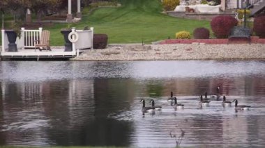 Bir grup ördek, dalgalanma sandalyeleri ve sahilde kumla su kaynağında yüzüyor.