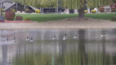 Bir grup ördek, dalgalanmalarla, ağaçların yanında ve sahilde yüzüyor. Statik görüntü.