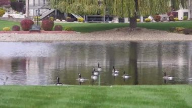 Bir grup ördek ağaçların ve evlerin yakınında dalgalanmalarla su kaynağında yüzüyor.