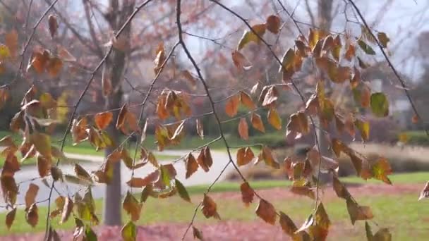 Kleurrijke Herfstbladeren Wind Statisch — Stockvideo