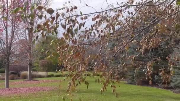 Kleurrijke Herfstbladeren Takken Wind Statische Beelden — Stockvideo
