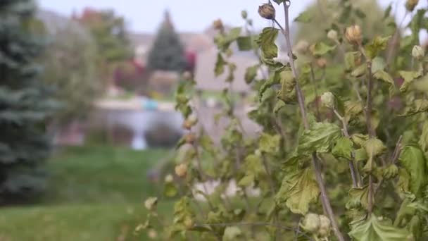 Tuinplanten Met Bloemenspruiten Bewogen Door Wind Statische Beelden — Stockvideo