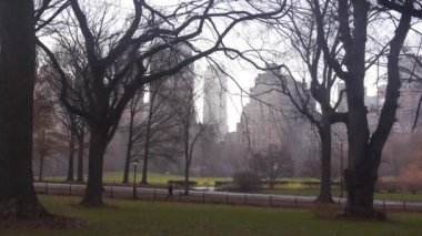 Central Park 'ta Siyah Işıkta İki Ağaç Arasında Yürüyen Adam - Statik Görüntü