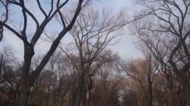 Central Park 'ta Yürüyen İnsanlar - Eğilim- Yukarı Aşağı Görüntü