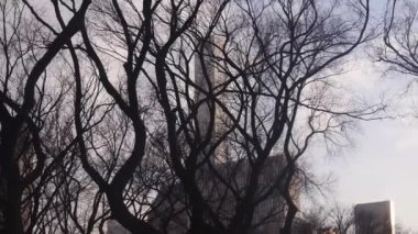 Binanın önündeki siyah ışıktaki ağaç dalları. Sağdan Sola Görüntü