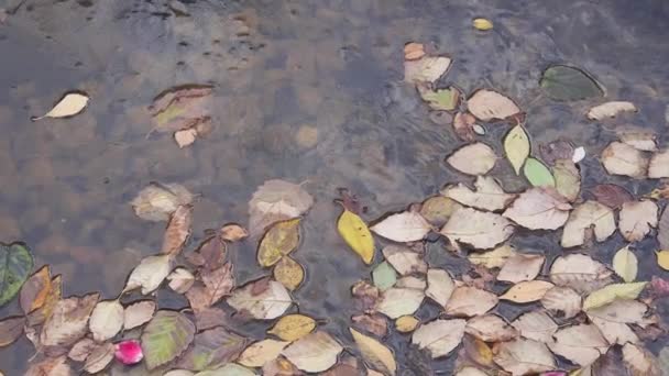 Φθινόπωρο Αφήνει Στην Πηγή Νερού Στατική Πλάνα — Αρχείο Βίντεο