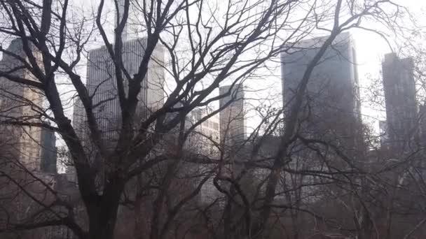 城市建筑前公园里的干枯树 右至左影像 — 图库视频影像