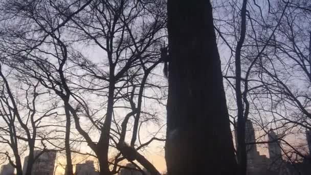 夕阳西下 树中的松鼠 静态影像 — 图库视频影像