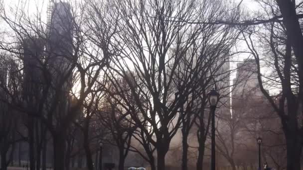 Drzewa Central Parku Nagranie Statyczne — Wideo stockowe
