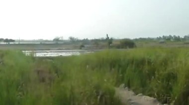 Yeşil Flora 'yı Geçmek - Soldan Sağa Kaydır