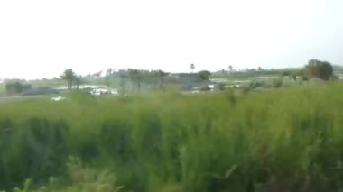 Flora 'nın Yeşil Tarlalarını Geçerken Soldan Sağa Kaydır