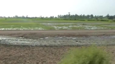 Flora 'nın Tarlalarını Geçerken Soldan Sağa Kaydır