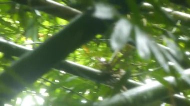 Bambular ve yeşil bitkilerle çevrili. Sağdan Sola Görüntü