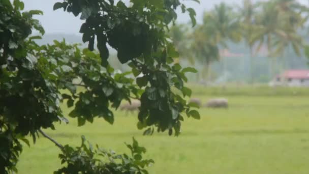 Buffalos Campo Flora Filmagem Esquerda Para Direita — Vídeo de Stock