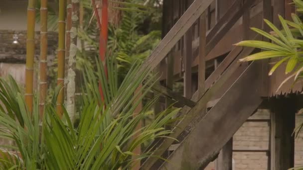Plants Front Wooden Stairs Static — Stock Video