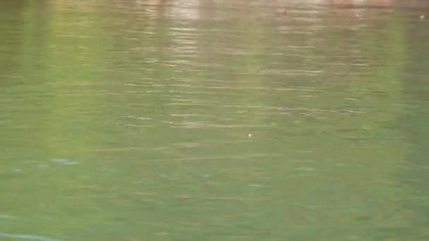 Groene Reflectie Waterbron Van Boven Handheld Footage — Stockvideo