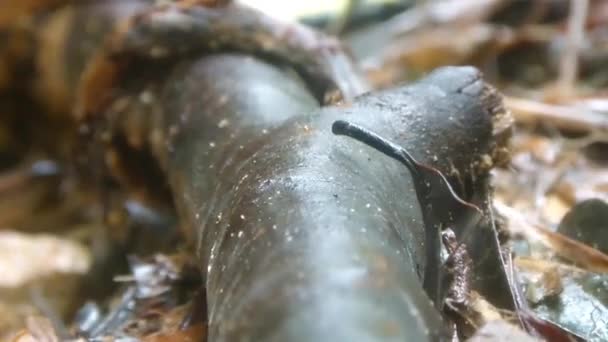 Rote Ameisen Auf Baumstamm Der Auf Dem Boden Zwischen Blättern — Stockvideo